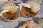 2 Muscheln mit Eheringen