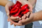 Rote Rosenblaetter in den Haenden des Hochzeitspaares