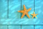 Starfish on an old rustic door